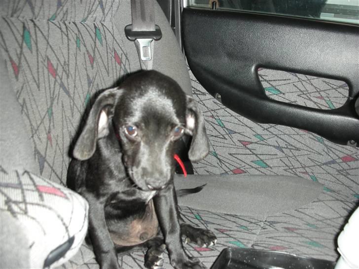 Blanding af racer Sigurd billede 4