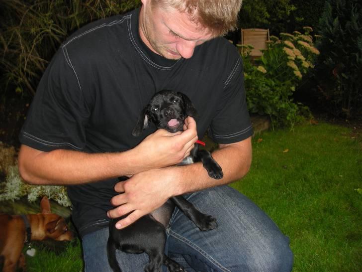 Blanding af racer Sigurd billede 5