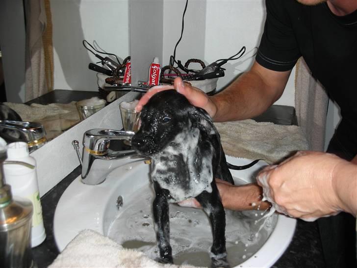 Blanding af racer Sigurd billede 6