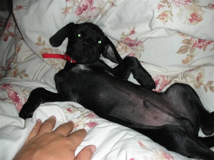 Blanding af racer Sigurd billede 7