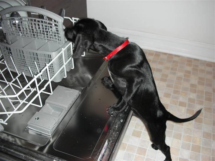 Blanding af racer Sigurd billede 8