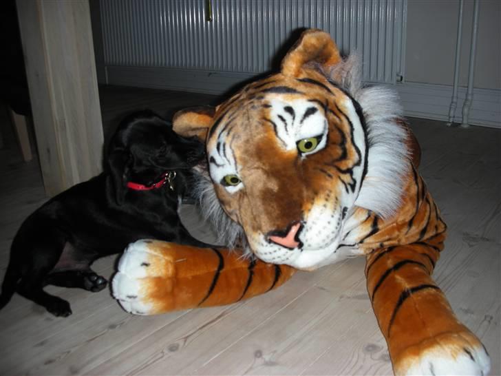 Blanding af racer Sigurd - Sigurd og hans legekammerat. billede 9