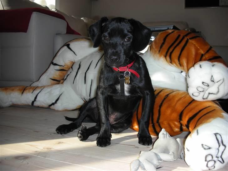 Blanding af racer Sigurd billede 10