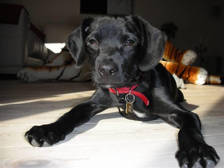 Blanding af racer Sigurd billede 11