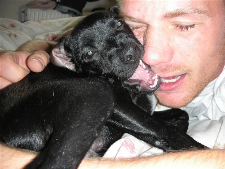 Blanding af racer Sigurd billede 12