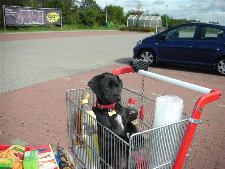 Blanding af racer Sigurd - Sigurd med på indkøb til Tyskland. billede 13