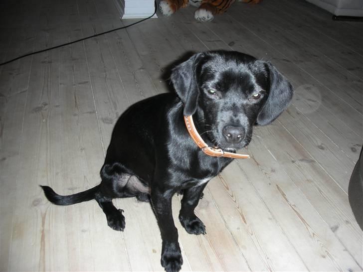 Blanding af racer Sigurd billede 14