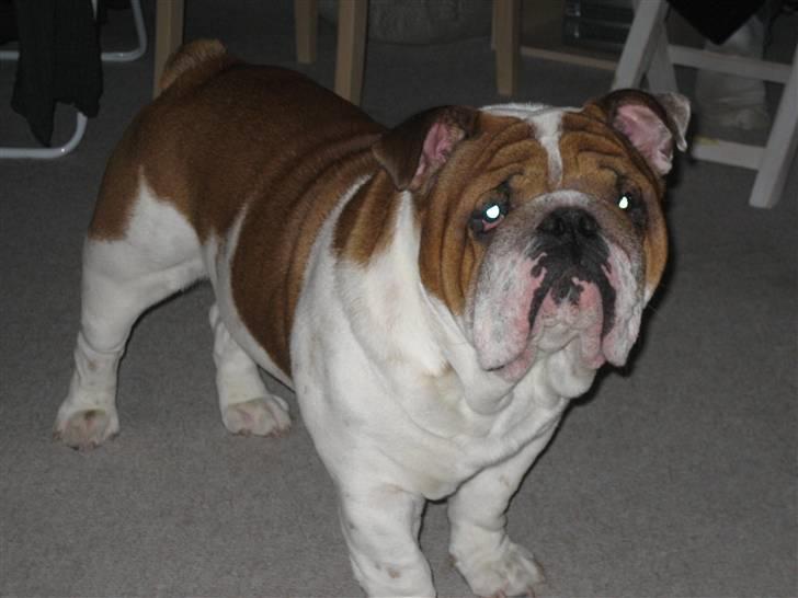 Engelsk bulldog Hannibal billede 10