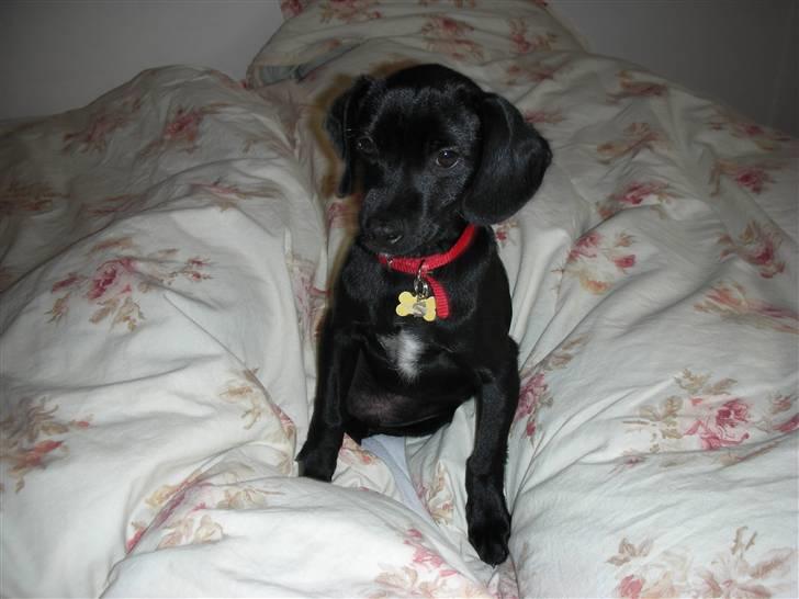 Blanding af racer Sigurd billede 15