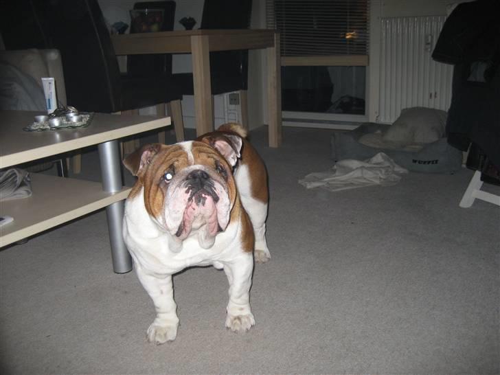 Engelsk bulldog Hannibal billede 13