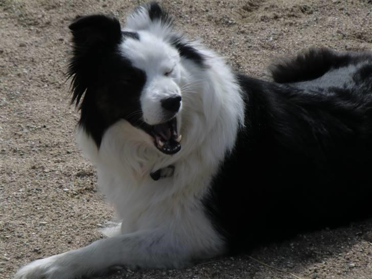 Border collie » Lucky billede 15