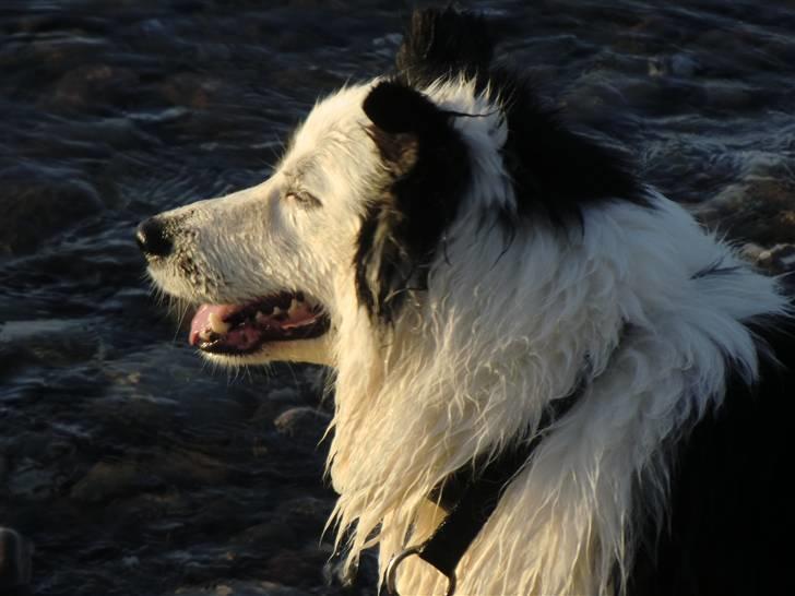 Border collie » Lucky billede 16