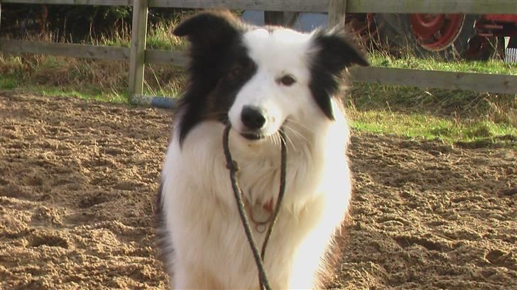 Border collie » Lucky billede 17