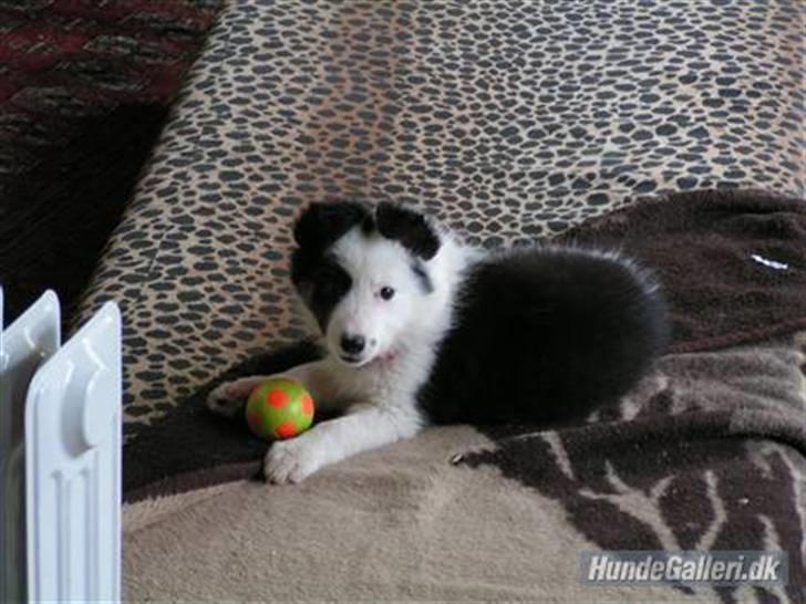 Border collie » Lucky - Lucky som hvalp. billede 18