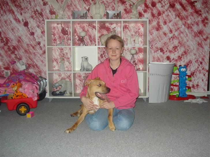 Amerikansk staffordshire terrier Tyson billede 5