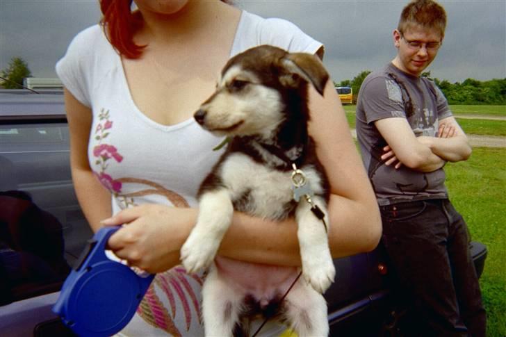 Blanding af racer Laika - Det første billede af mig på mors arm... Dagen efter jeg blev hentet... billede 16