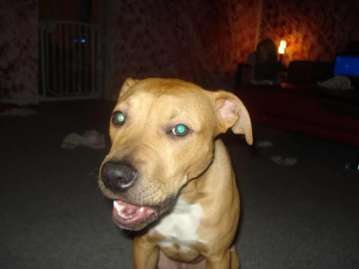 Amerikansk staffordshire terrier Tyson billede 7