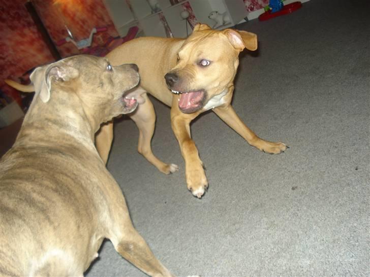 Amerikansk staffordshire terrier Tyson billede 8