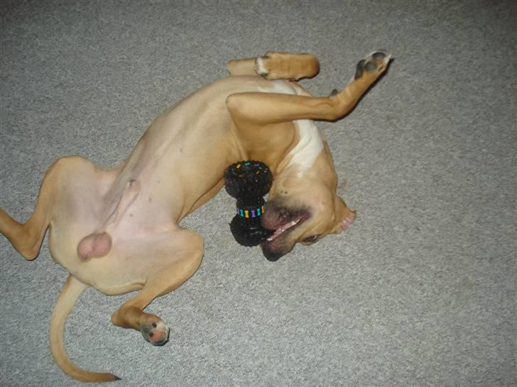 Amerikansk staffordshire terrier Tyson billede 9