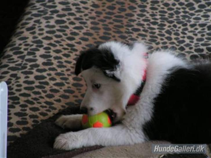 Border collie » Lucky - Lucky som hvalp. billede 19