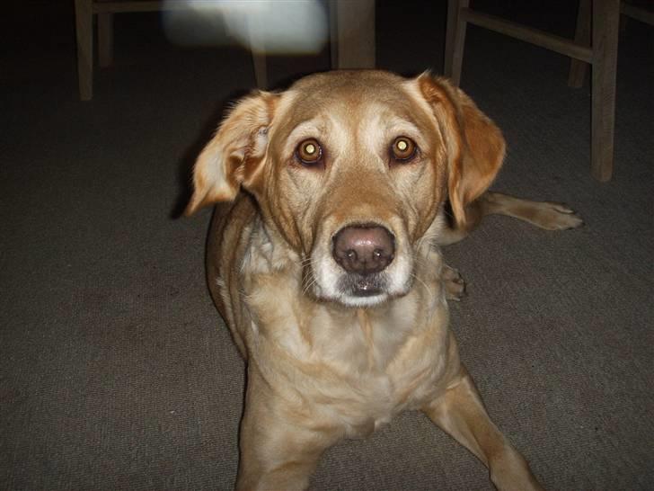 Blanding af racer Stella *RIP 25-11-10* billede 1