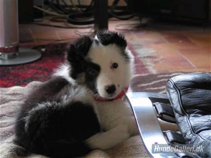 Border collie » Lucky - Lucky som hvalp. billede 20