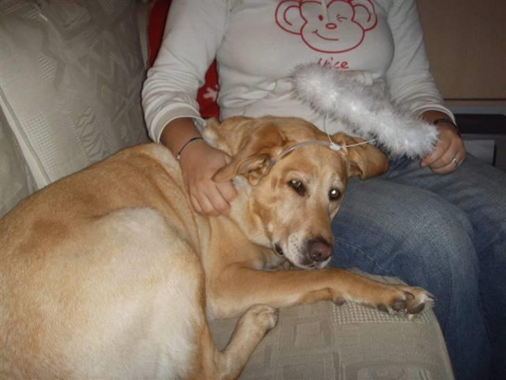 Blanding af racer Stella *RIP 25-11-10* billede 3