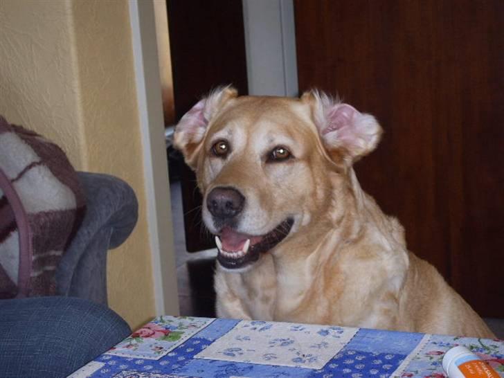 Blanding af racer Stella *RIP 25-11-10* billede 4