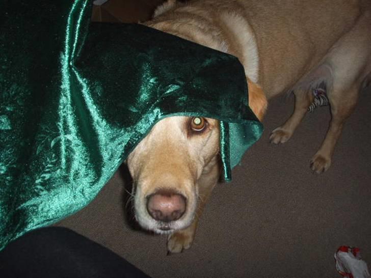 Blanding af racer Stella *RIP 25-11-10* - Titte Bøh... billede 5