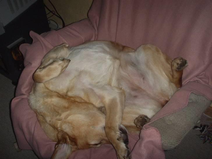 Blanding af racer Stella *RIP 25-11-10* - Zzz... billede 6