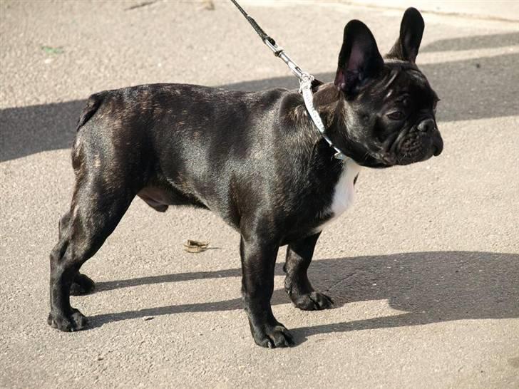 Fransk bulldog Jokerface Boss Hoss  billede 3