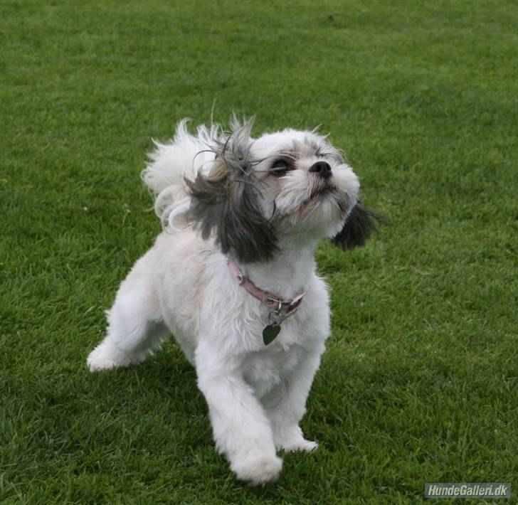 Lhasa apso Fillipa - Jeg er en rigtig fotomodel.. :D billede 1