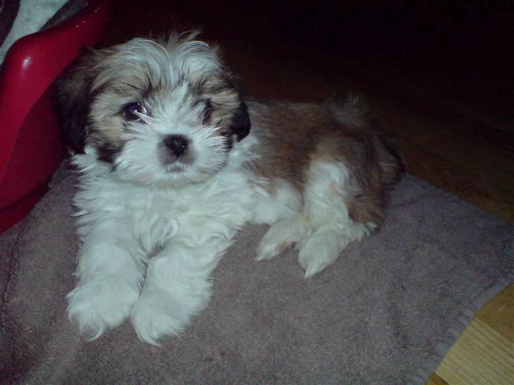 Lhasa apso Fillipa - Er lige kommet hjem til min nye familie. Er jeg ikke bare sød og lille ?  billede 2