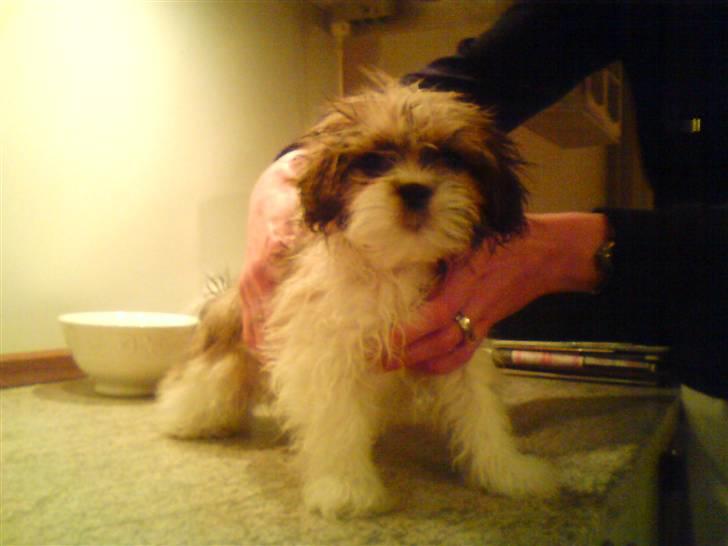 Lhasa apso Fillipa - er lige blevet tørret efter mit første bad. er jeg ren og fin nu ?! billede 3