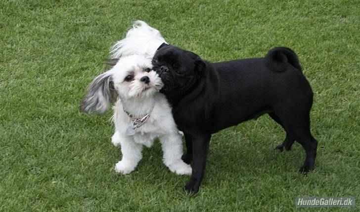 Lhasa apso Fillipa - Jeg elsker bare at lege med min ven Trille (: billede 4