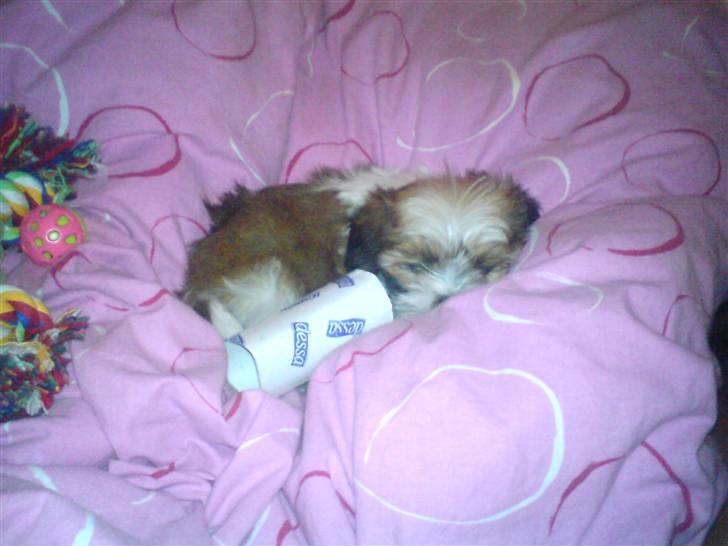 Lhasa apso Fillipa - Mig i forhold til en toiletrulle. ( 9 uger gammel ) billede 5