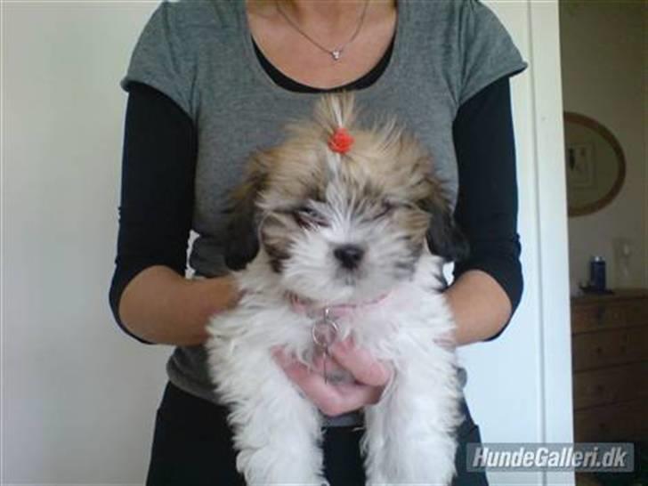 Lhasa apso Fillipa - Er jeg ikke bare skøn ? billede 6