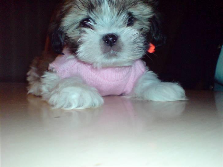 Lhasa apso Fillipa - Jeg frøs så meget i vinters at mor måtte give mig en bamses bluse på..  billede 8