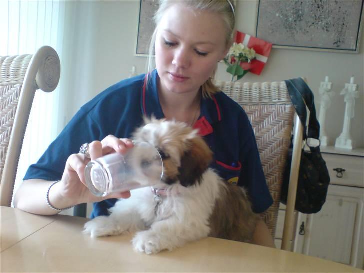 Lhasa apso Fillipa - Moster der lader mig drikke af glasset, også selvom mor ikke er så glad for det .. billede 9