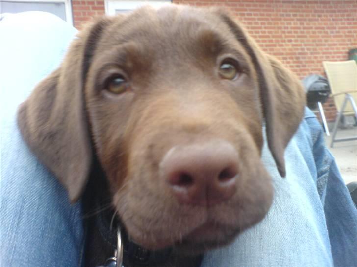 Labrador retriever Balder  billede 1
