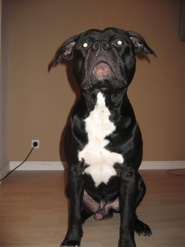Amerikansk staffordshire terrier ZEUS billede 15