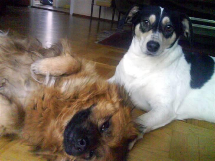 Blanding af racer Bounty billede 6