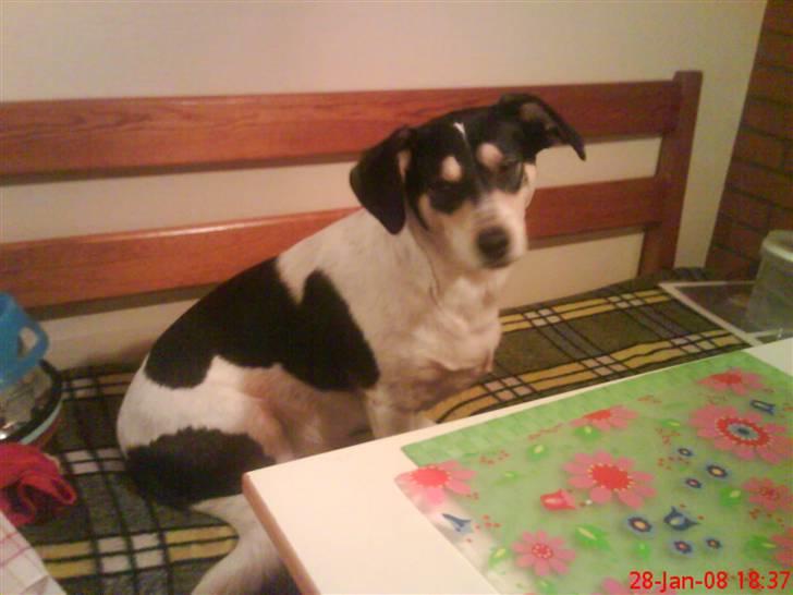 Blanding af racer Bounty billede 7