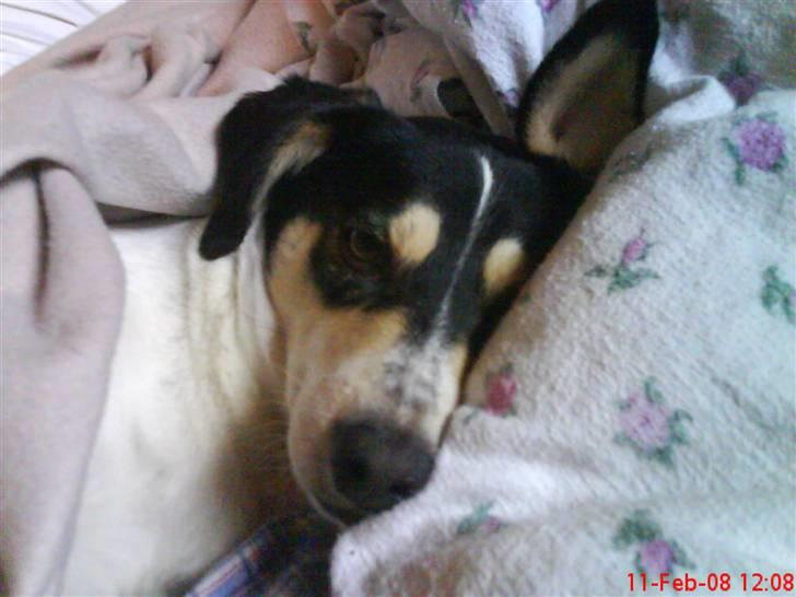 Blanding af racer Bounty billede 8