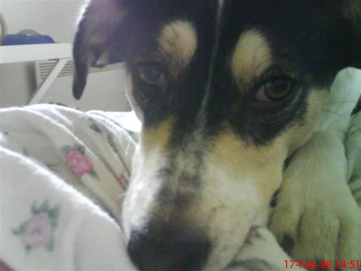 Blanding af racer Bounty billede 9