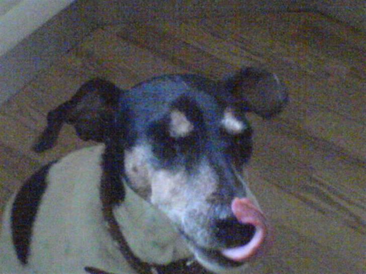 Dansk svensk gaardhund Mik billede 10