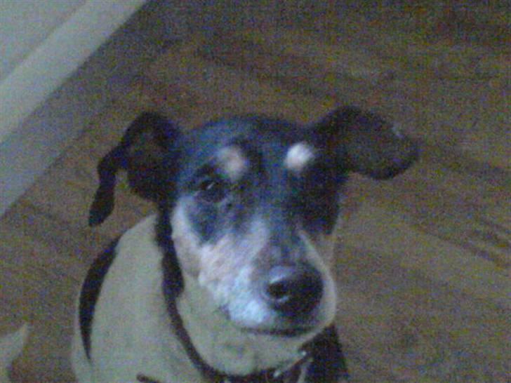 Dansk svensk gaardhund Mik billede 11