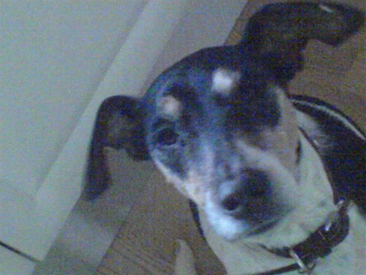 Dansk svensk gaardhund Mik billede 12