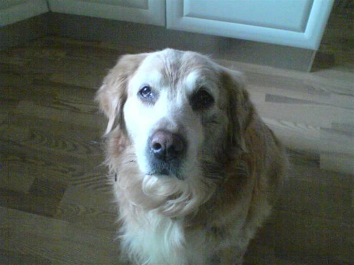 Golden retriever R.I.P Max - Hvad laver du ? billede 13