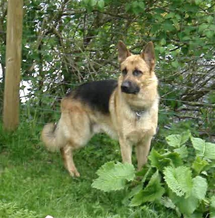 Schæferhund Chico - Chico i sin have... billede 20